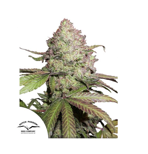 CBD Auto Charlotte’s Angel ( x3 ) - Dutch Passion